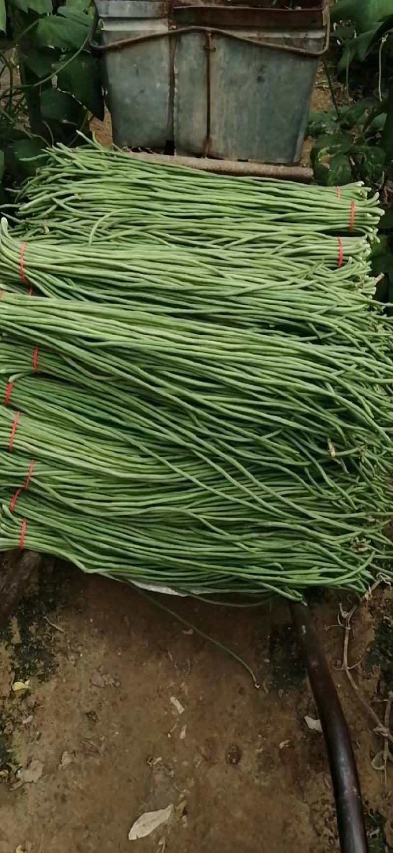 （热销）长豆角产区直供货源充足量大从优视频看货全国发货