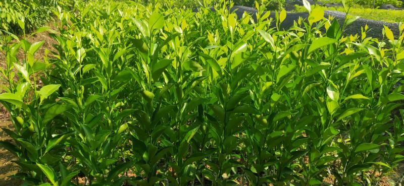 红柠檬贴木新会柑苗(茶枝柑，陈皮柑)