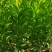 红柠檬贴木新会柑苗(茶枝柑，陈皮柑)
