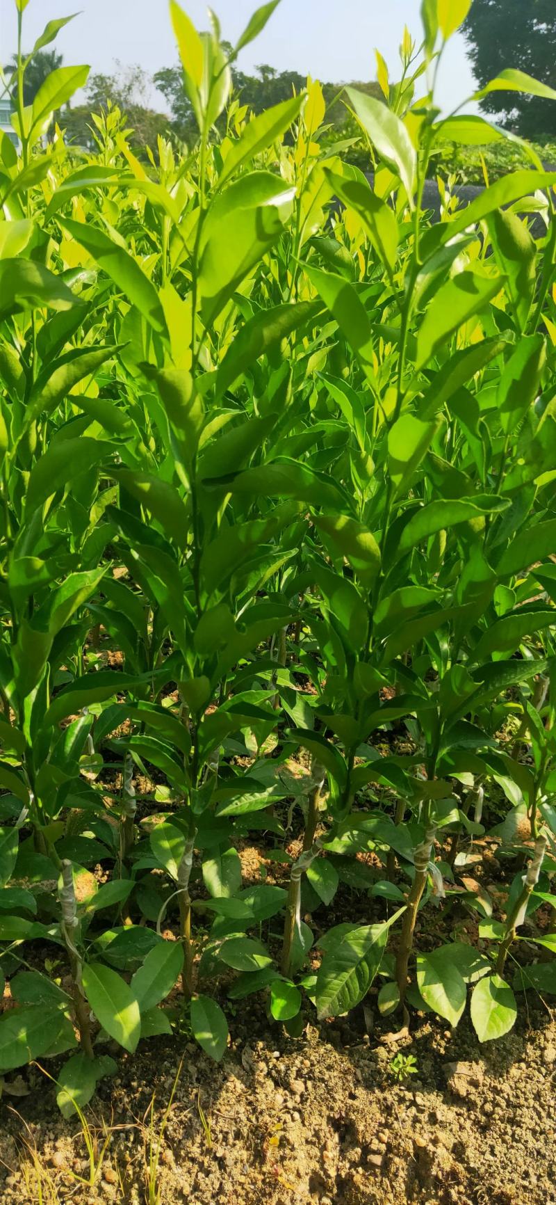 红柠檬贴木新会柑苗(茶枝柑，陈皮柑)