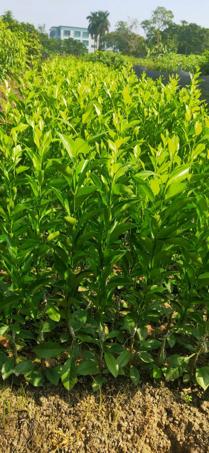 红柠檬贴木新会柑苗(茶枝柑，陈皮柑)