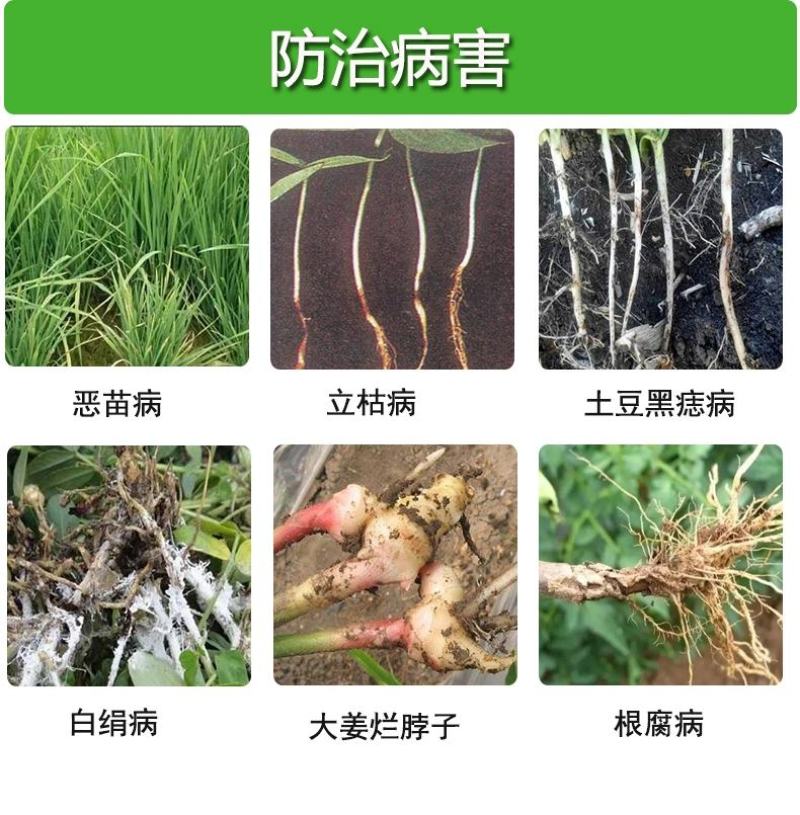 精甲霜灵咯菌腈蔬菜草莓根腐病恶苗病茎基腐病种衣剂农药