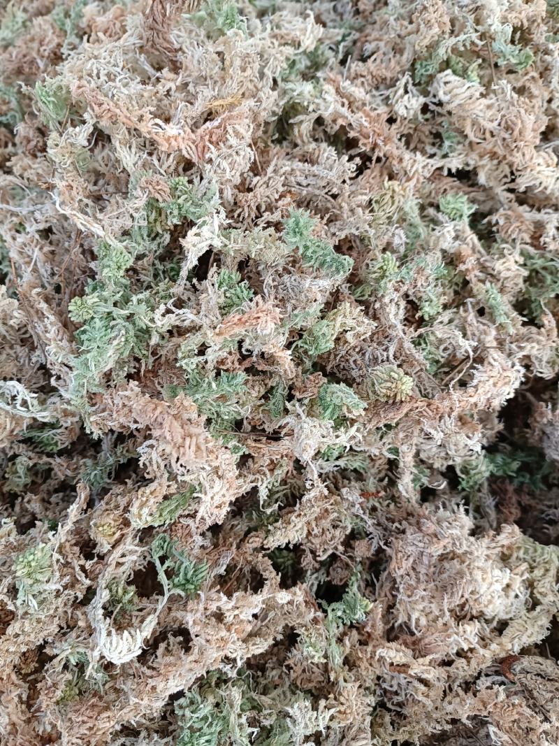 高山人工种植优质水苔〈海花草〉出售，诚信经营欢迎订购…