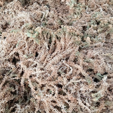 高山人工种植优质水苔〈海花草〉出售，诚信经营欢迎订购…