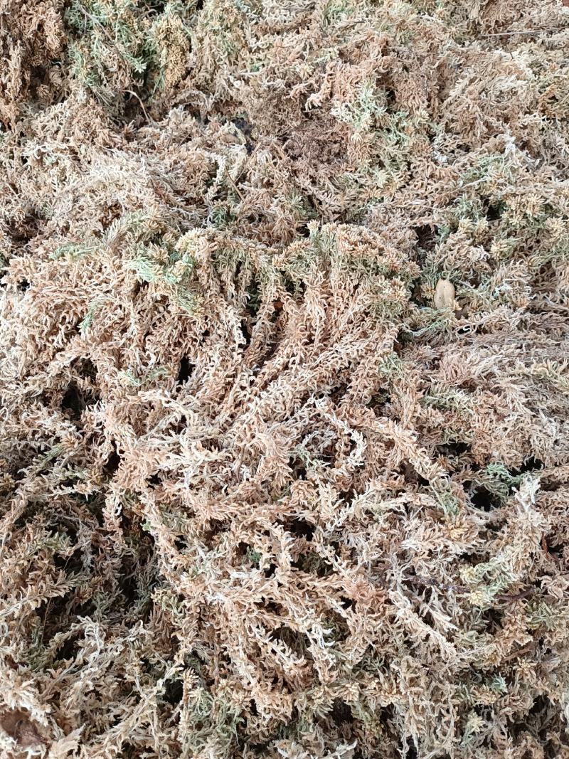 高山人工种植优质水苔〈海花草〉出售，诚信经营欢迎订购…