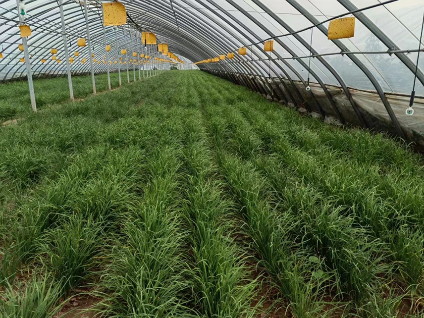 韭菜根部受韭蛆侵害剖面图