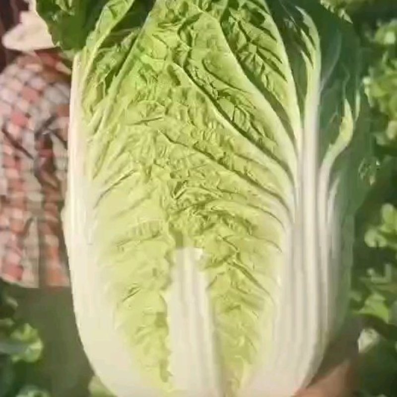 【湖北黄心白菜】白菜基地直发对接各大市场电商