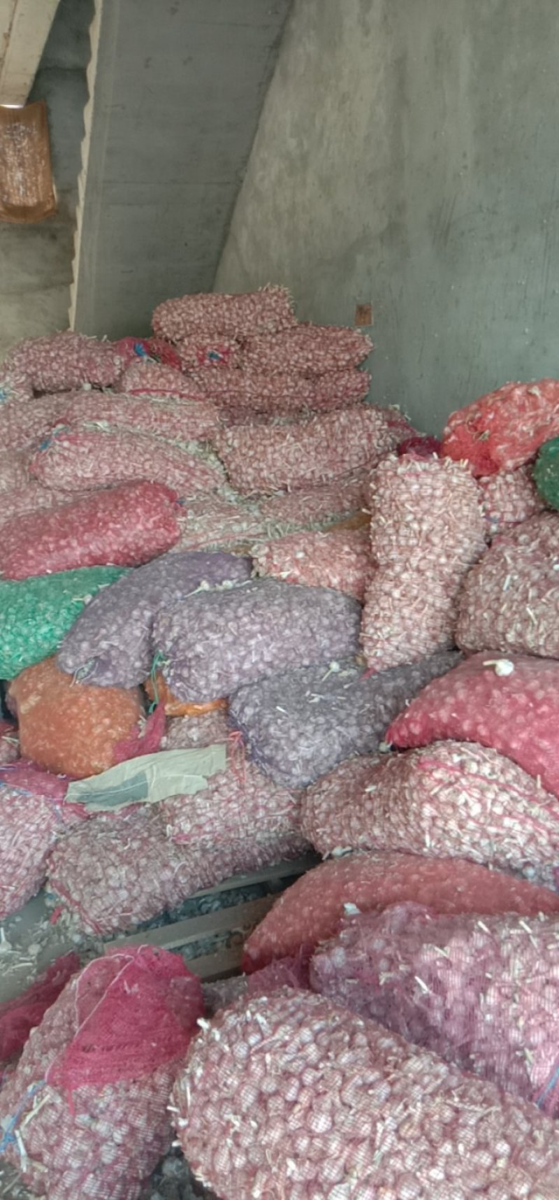 红根蒜苗种子丰县大蒜种子产地川蒜二月早现货精品质优