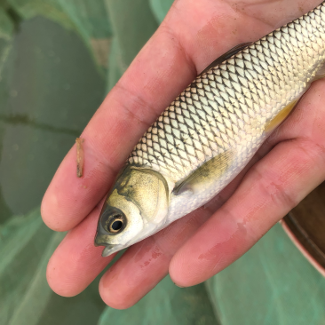 草鱼大片鲩鱼鱼种草鱼苗草混每斤5尾左右常州