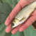 草鱼大片鲩鱼鱼种草鱼苗草混每斤5尾左右常州