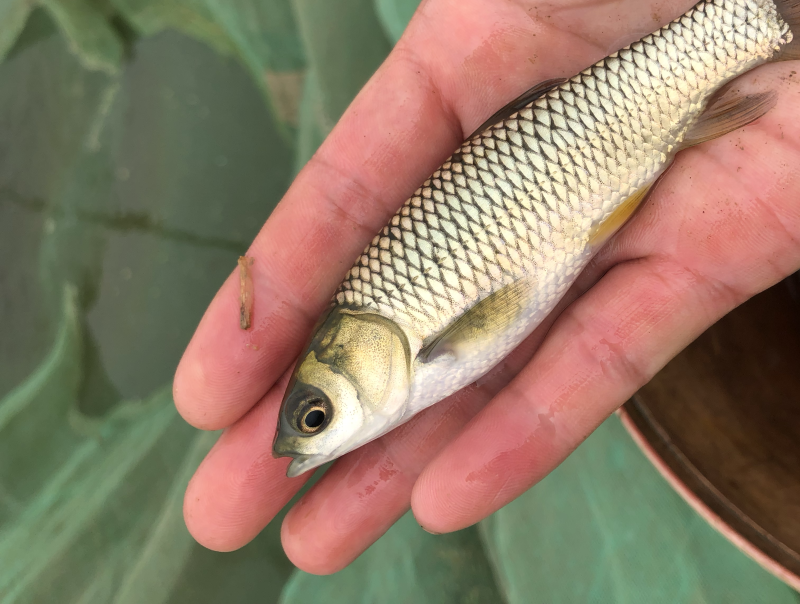 草鱼大片鲩鱼鱼种草鱼苗草混每斤5尾左右常州