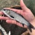 螺蛳青青鱼苗黑皖鱼乌青鱼苗每斤20尾常州