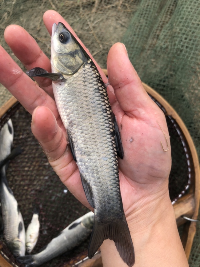 螺蛳青青鱼苗黑皖鱼乌青鱼苗每斤20尾常州