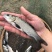螺蛳青青鱼苗黑皖鱼乌青鱼苗每斤20尾常州