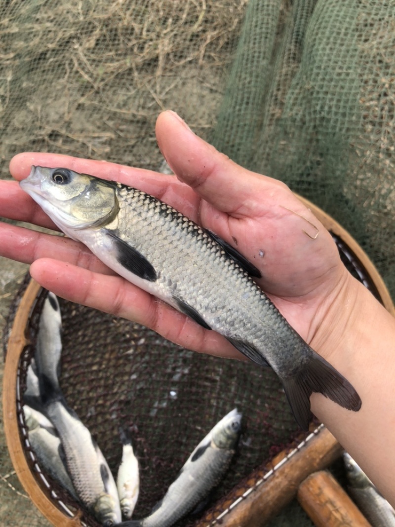 螺蛳青青鱼苗黑皖鱼乌青鱼苗每斤20尾常州