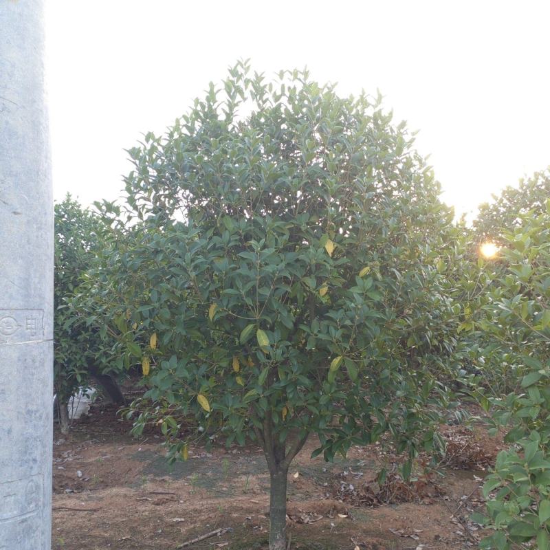 桂花，金桂，2米冠桂花价格，3米冠桂花，四季桂