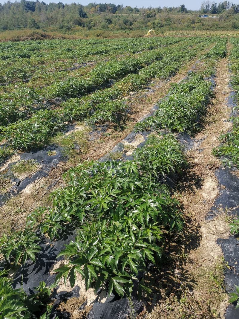 当归，甜当归，日本当归，东北种植产区，支持团购