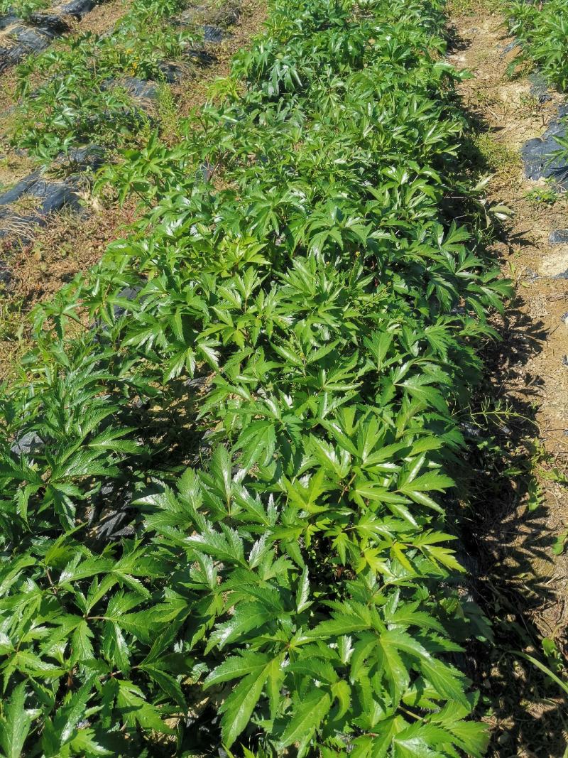 当归，甜当归，日本当归，东北种植产区，支持团购