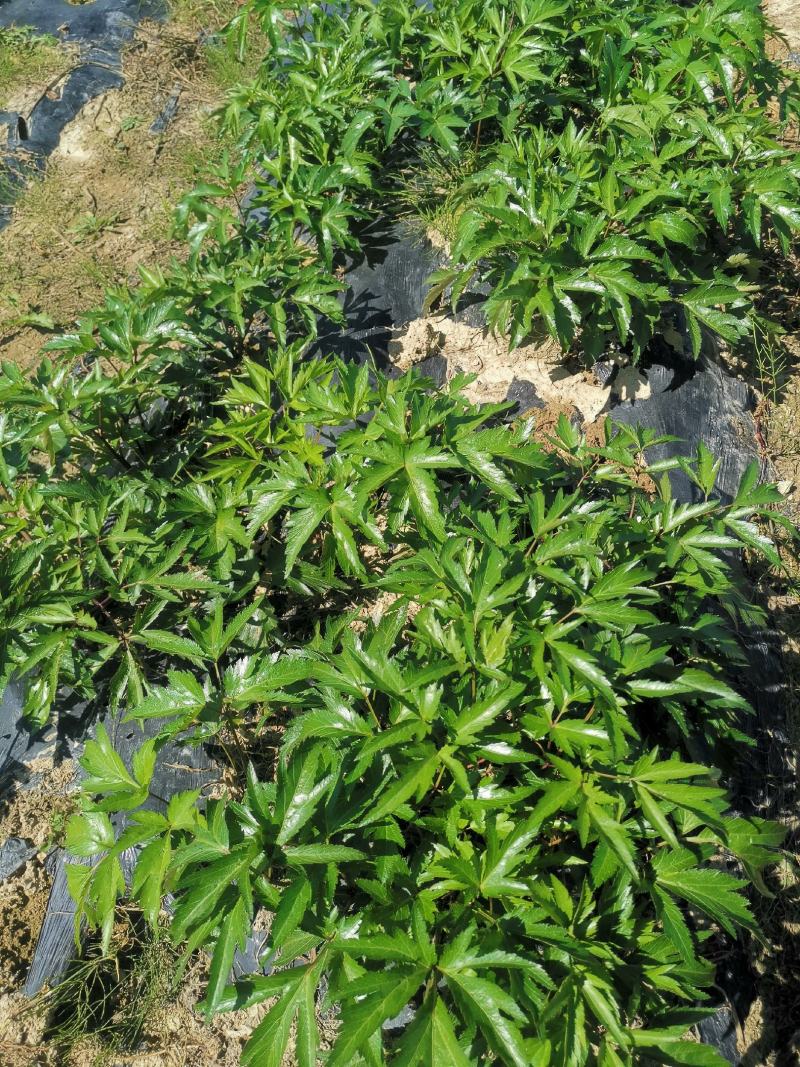 当归，甜当归，日本当归，东北种植产区，支持团购