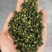 【一手货源】云南青麻椒，大量现货，味道好，支持各大渠道供