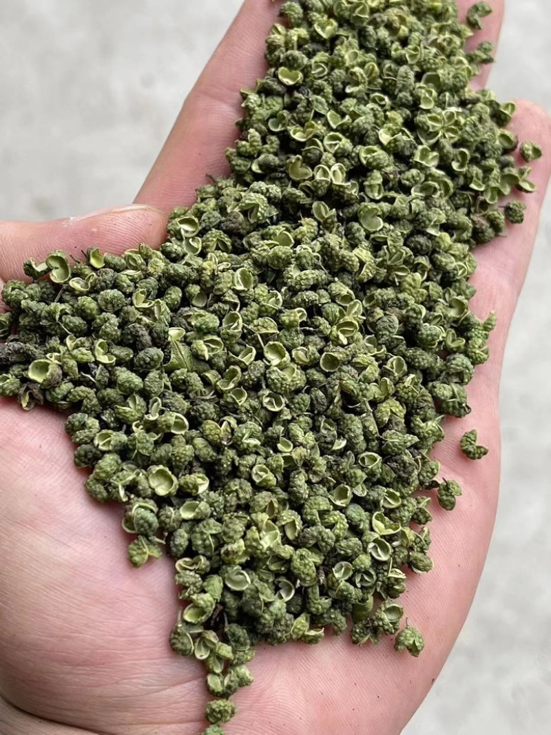 【一手货源】云南青麻椒，大量现货，味道好，支持各大渠道供
