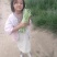 杜绝假货豆角种子架豆种子白绿色荚长40公分左右