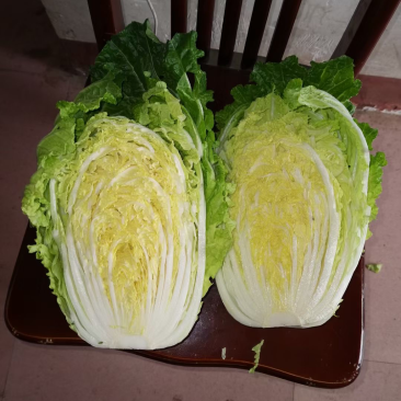 11月份大量黄心白菜陆续上市