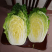 11月份大量黄心白菜陆续上市