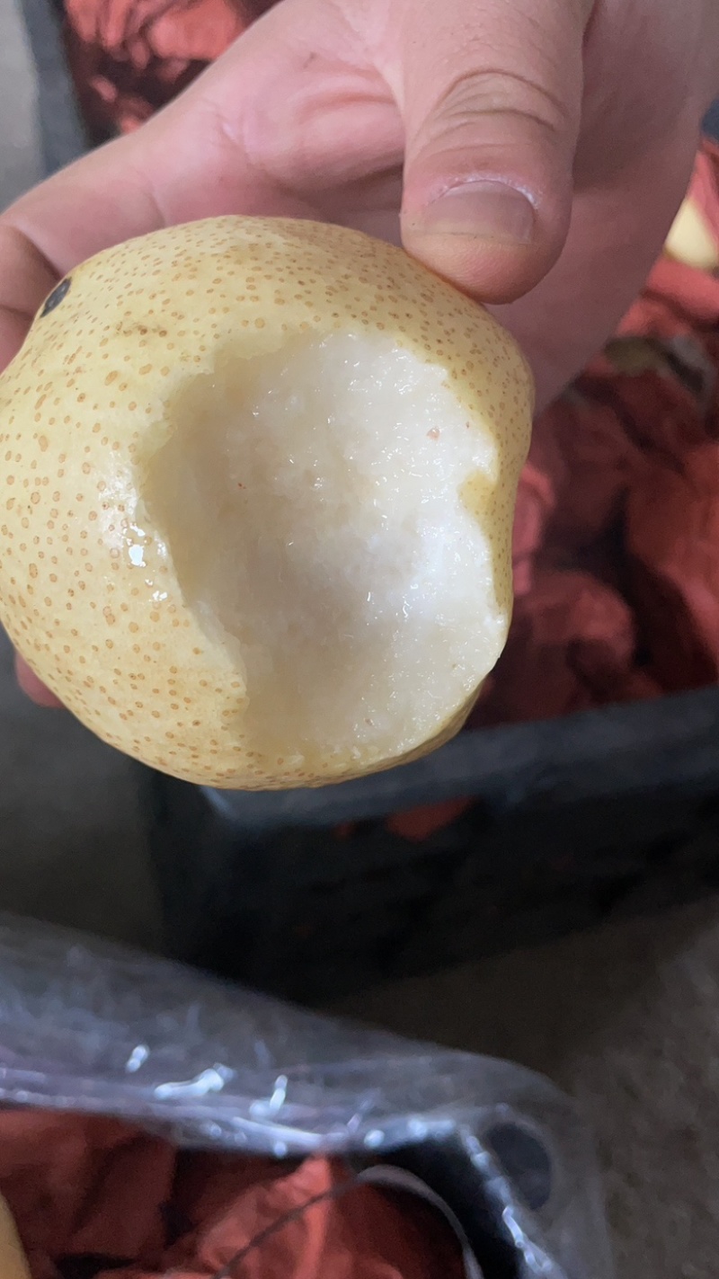 【梨产地】陕西砀山酥梨、皮薄肉厚水分足。一手货源