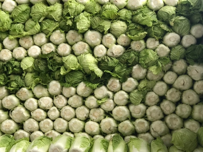 河南大白菜。精品三号菜大量上市中。产地直供量大从优。