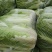 河南大白菜。精品三号菜大量上市中。产地直供量大从优。