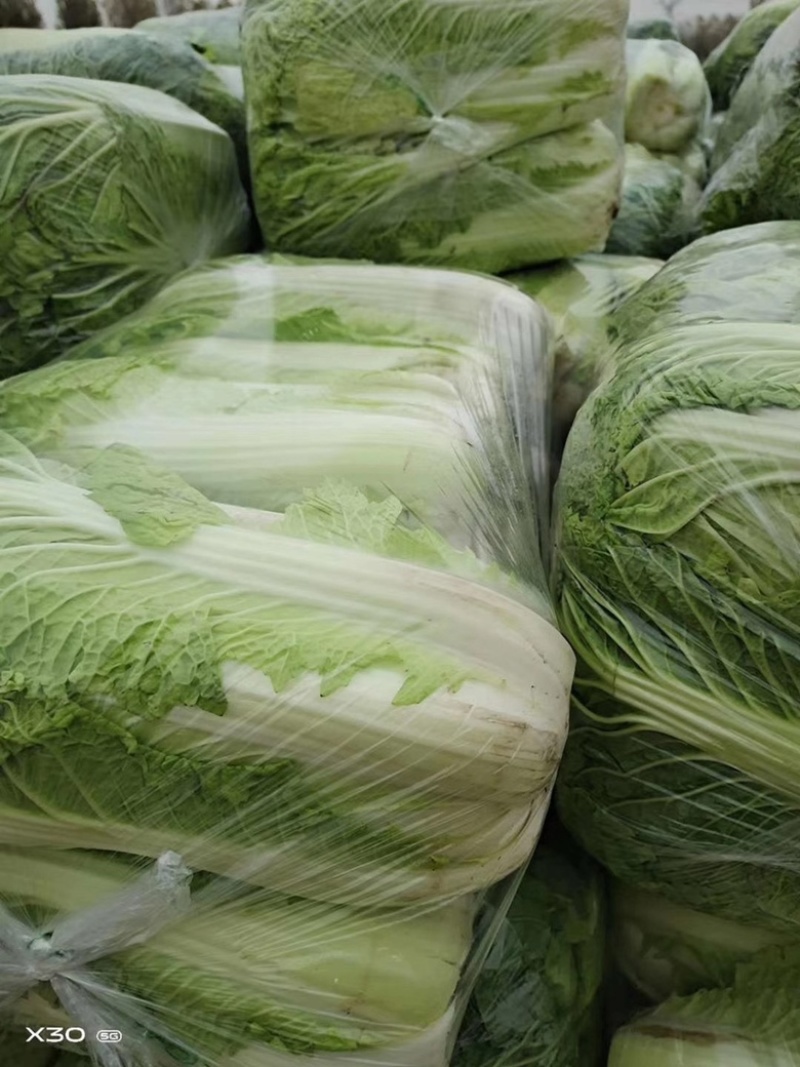 河南大白菜。精品三号菜大量上市中。产地直供量大从优。