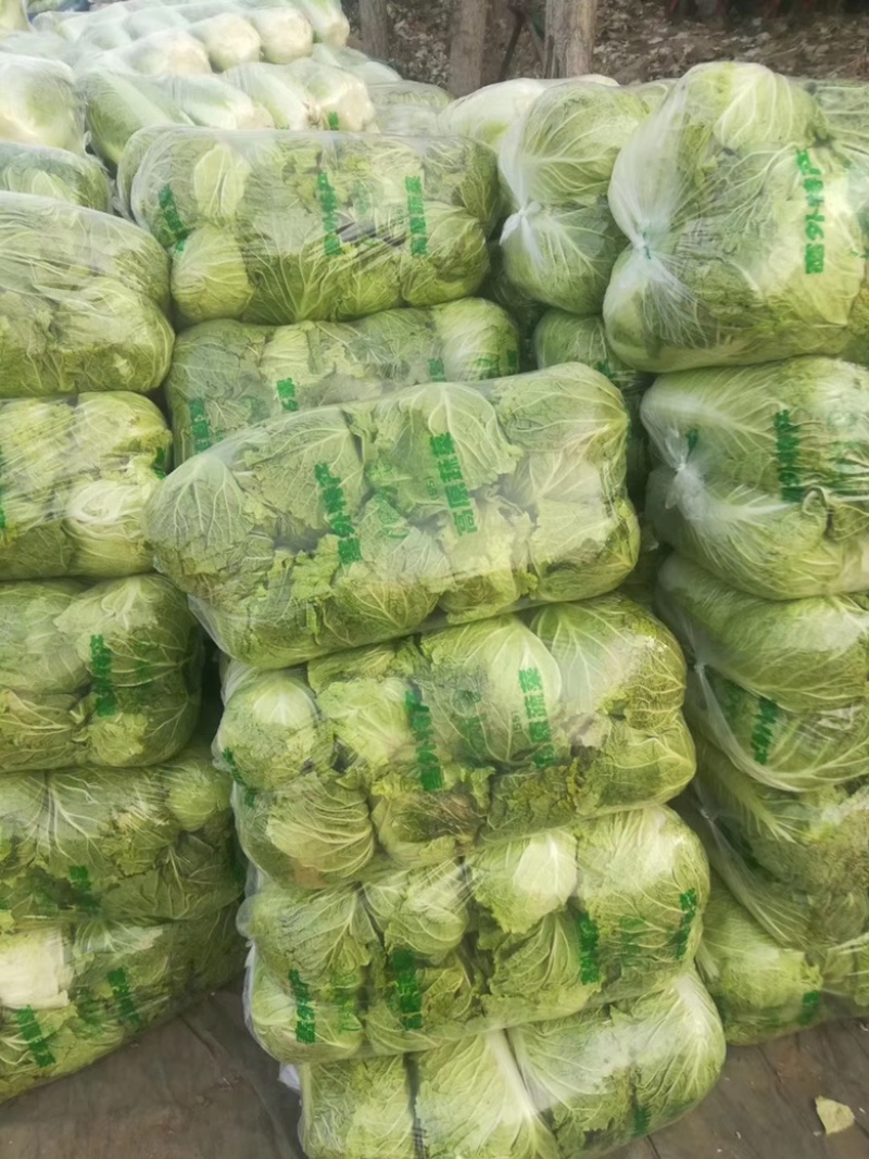 河南大白菜。精品三号菜大量上市中。产地直供量大从优。