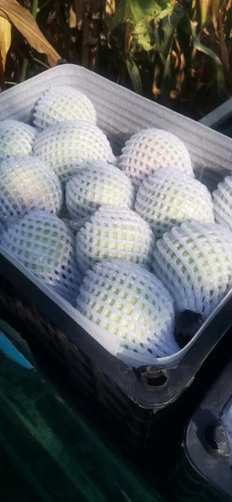 山西玉露香梨