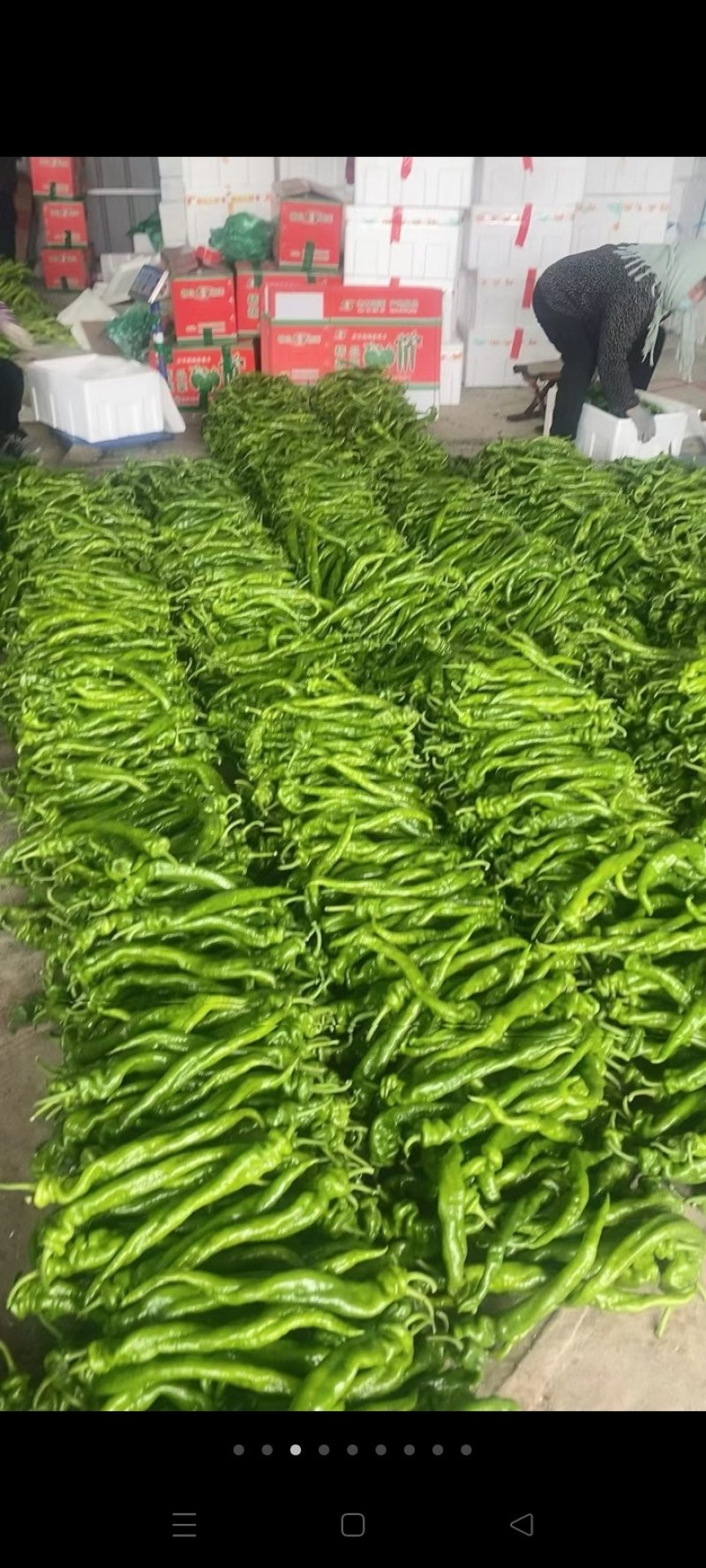 辣椒线椒龙椒，产地一手货源，质量保证，对接大型批发商