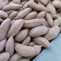 紫薯紫罗兰产地直供颜色黑亮线上交易有保障