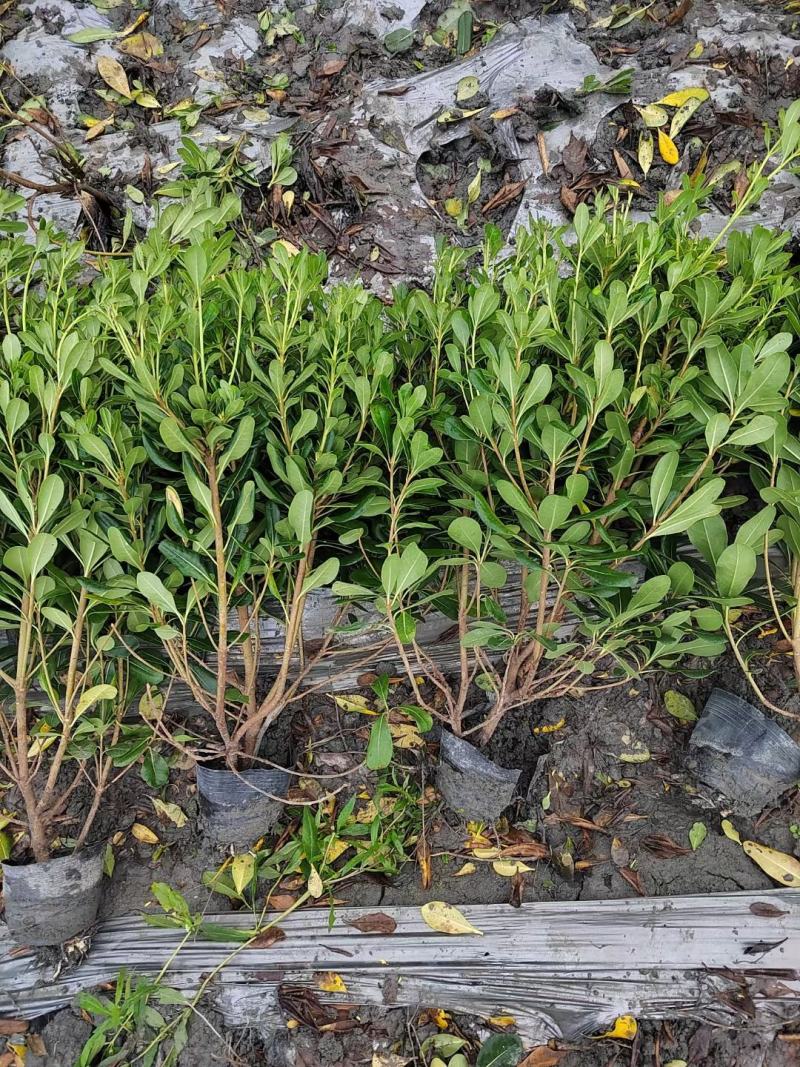 海桐，规格齐全，量大从优。保质保量，欢迎来电咨询
