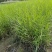 芦苇，规格齐全，量大从优，保质保量，欢迎来电咨询