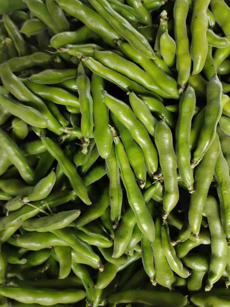 云南精品蚕豆预售！