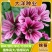 锦葵种子花卉种子多年生宿根花卉耐寒耐旱花卉四季易种
