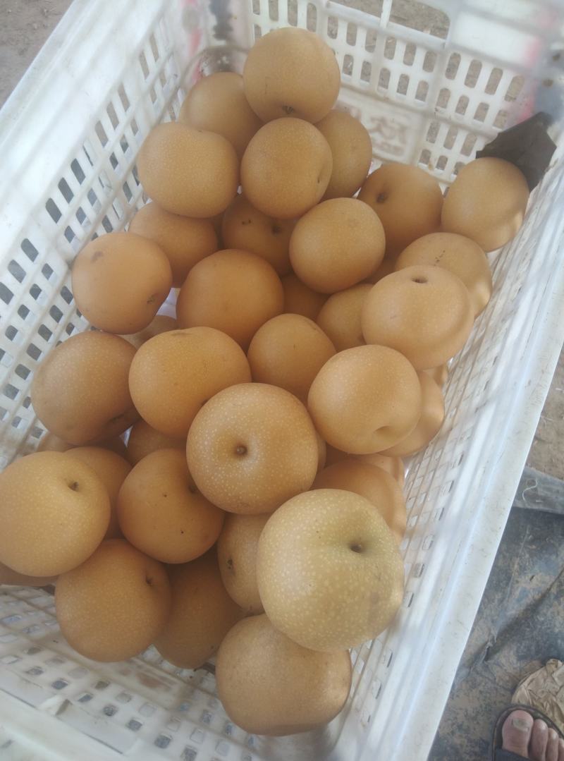 秋月梨