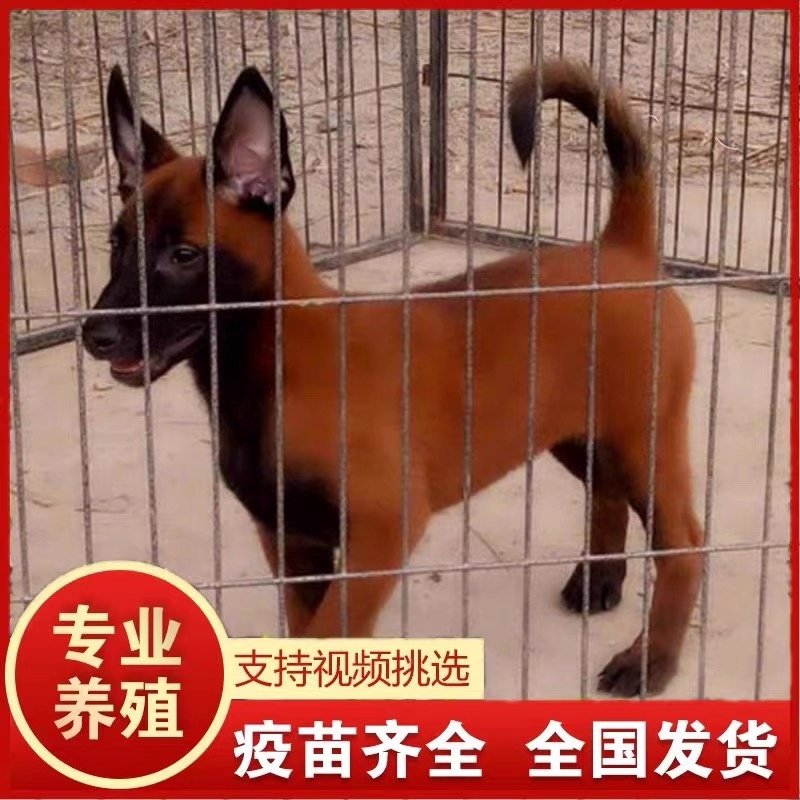 马犬幼犬纯种爆红马犬黄马犬红马犬比利时血统马犬狗