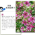 锦葵种子花卉种子多年生宿根花卉耐寒耐旱花卉四季易种