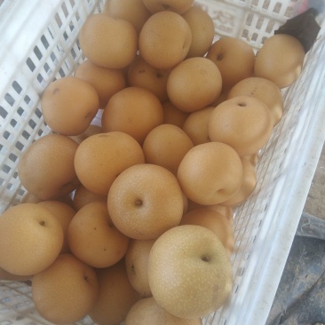 秋月梨
