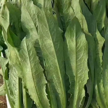 精品油麦