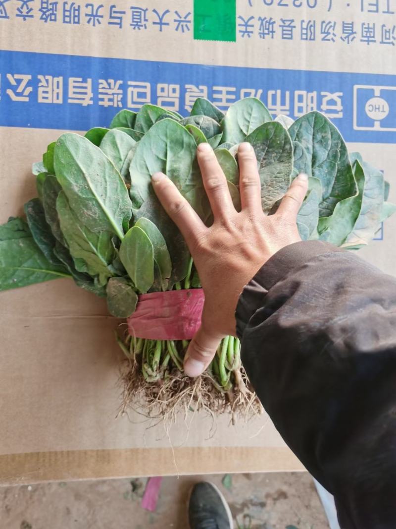 精品油麦