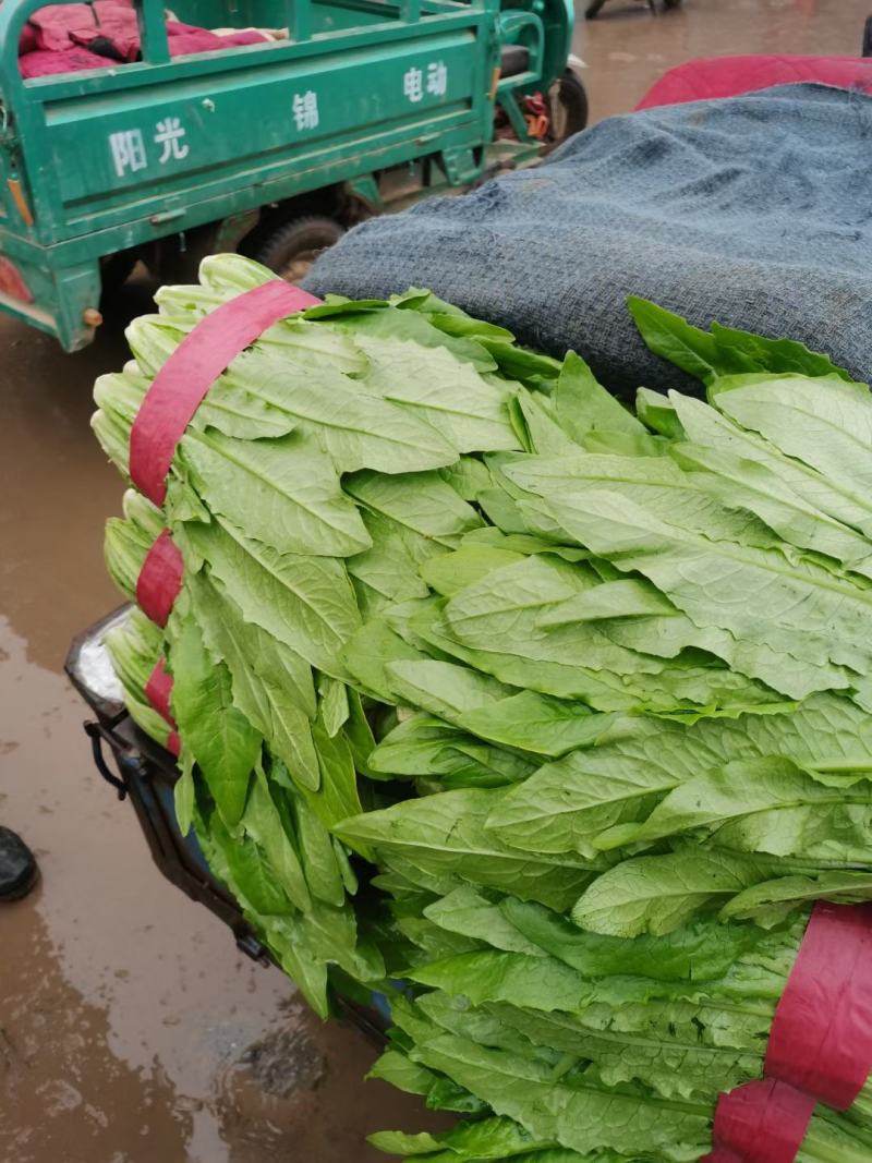 精品油麦