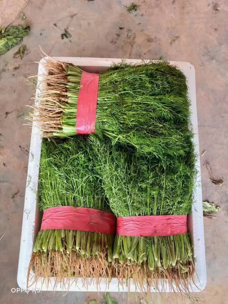 精品油麦