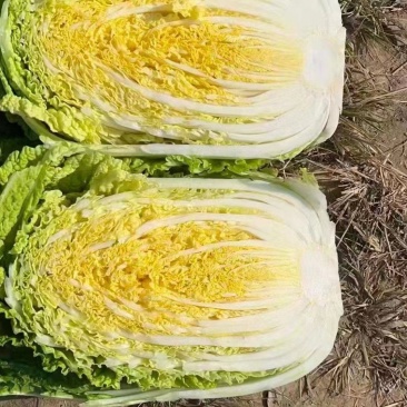 精品黄心大白菜,玲珑黄,商超品质,质量保证,致电优惠