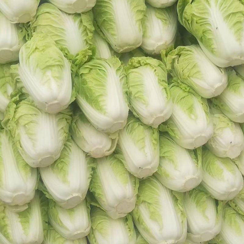 精品黄心大白菜，玲珑黄，商超品质，质量保证，致电优惠